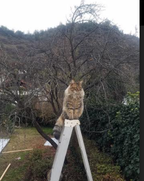 巨人觉醒！武切维奇扛起内线攻坚大旗，广厦关键战高歌猛进