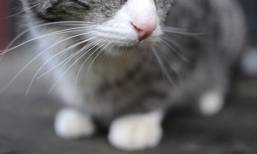 意甲焦点战硝烟弥漫,北京队绝杀快船惊心动魄