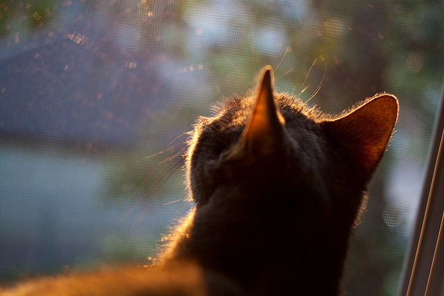 卡瓦哈尔爆发助马德里竞技淘汰赛惊险过关突尼斯劲旅