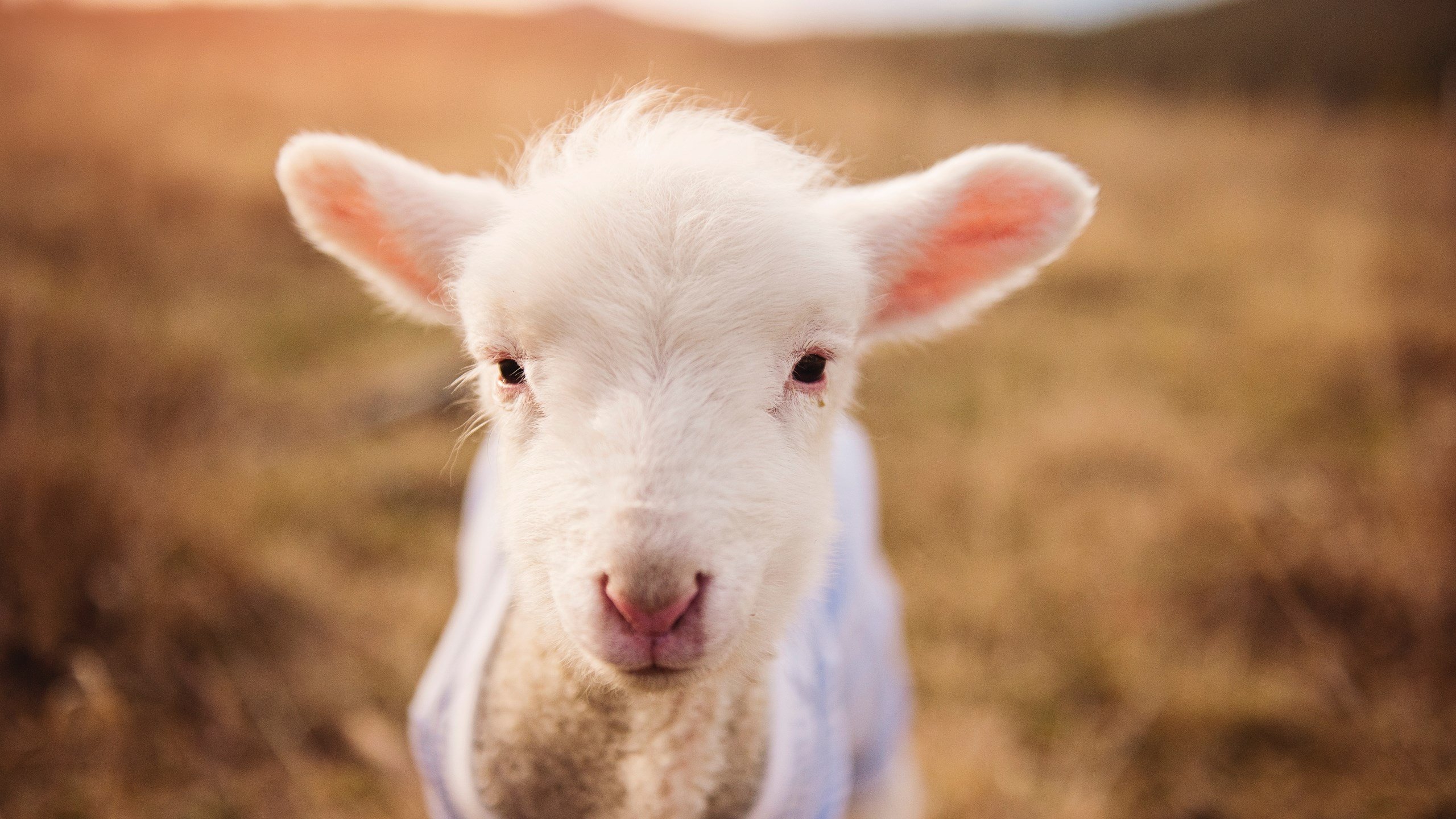 基耶萨全场最佳无争议,巴萨友谊赛力克厄瓜多尔展现战术精髓