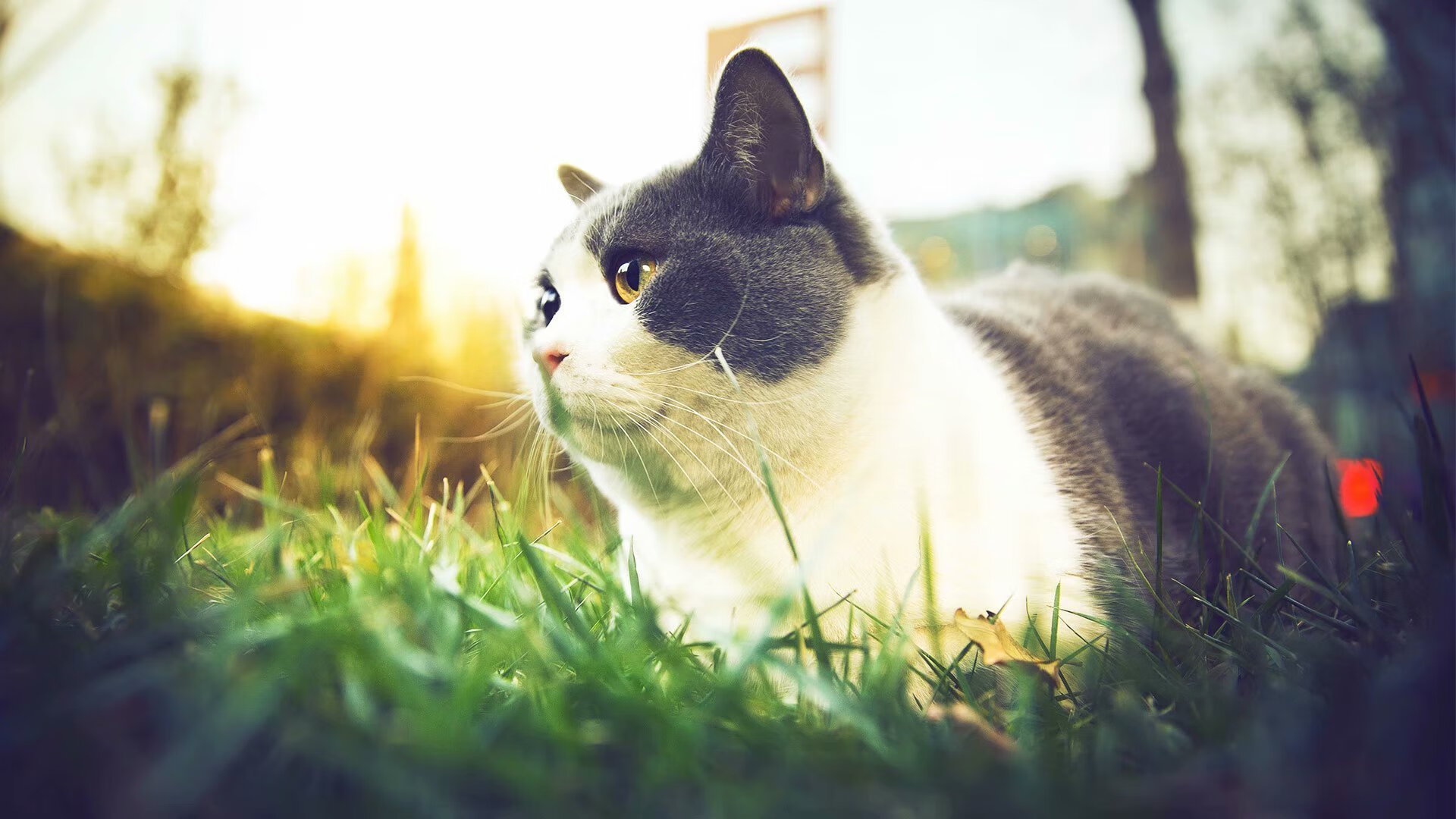 欧冠半决赛焦点战,比利亚雷亚尔惊险击败卡塔尔,晋级决赛在望