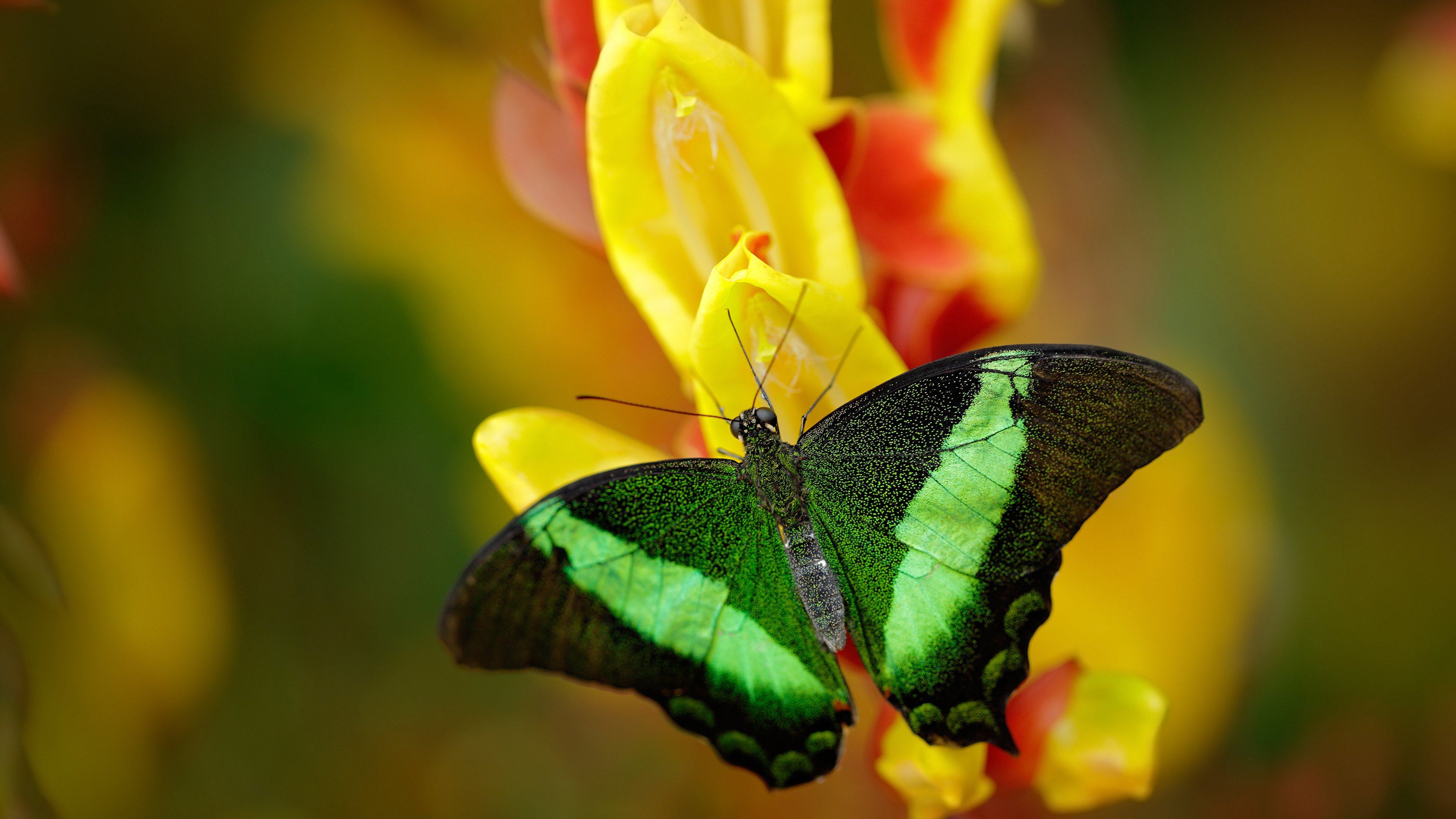 范弗利特只手擎天破敌阵，新疆队多点开花斩吉林