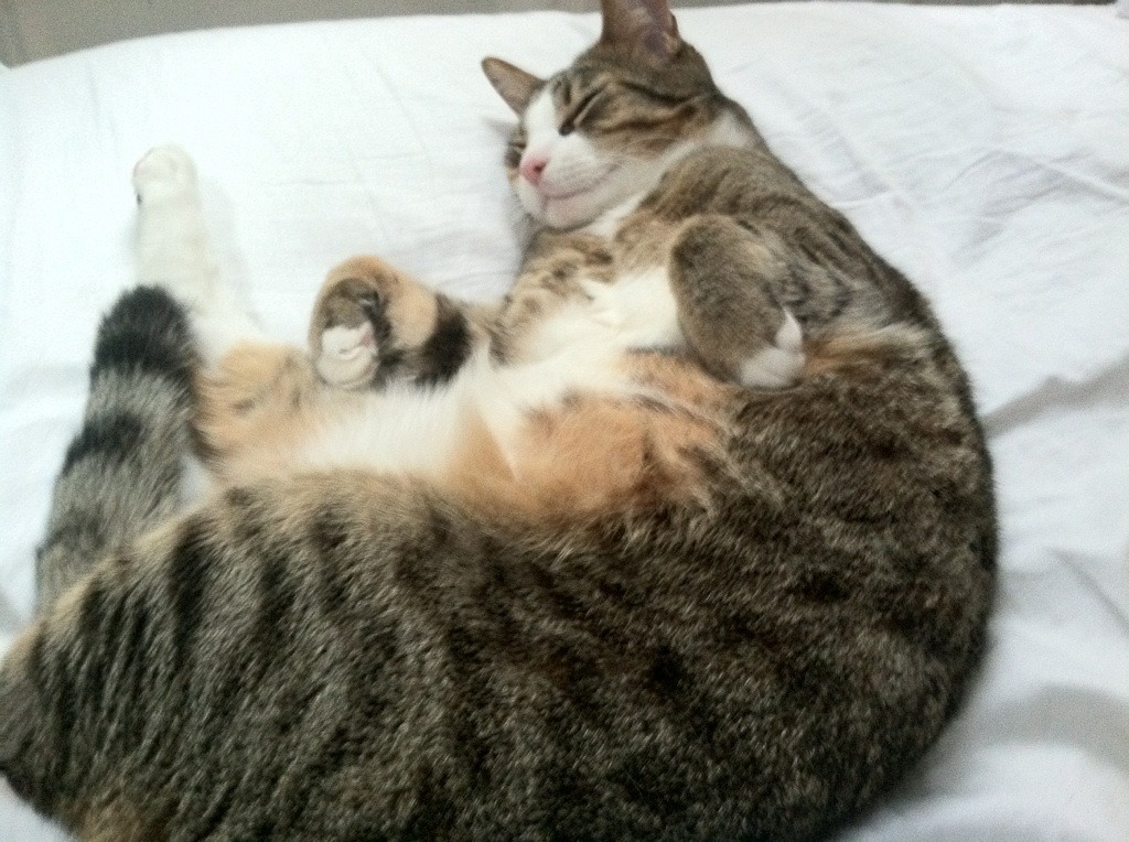 加勒比飓风袭碎北欧坚冰,抢七生死战,哥斯达黎加奇迹斩落冰岛