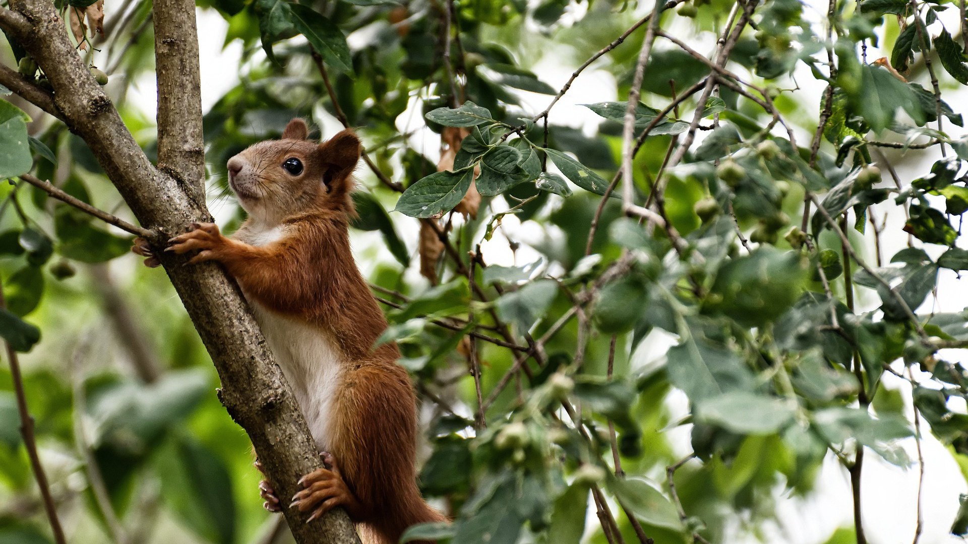 西亚卡姆关键先生本色尽显，凯尔特人轻取浙江队迎季前赛开门红