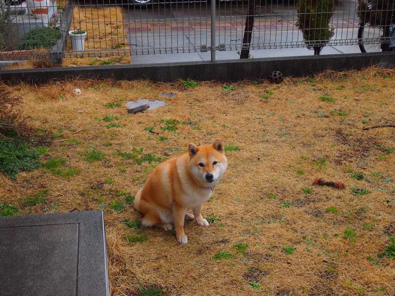 福克斯神准绝杀，火箭惊险取胜定乾坤