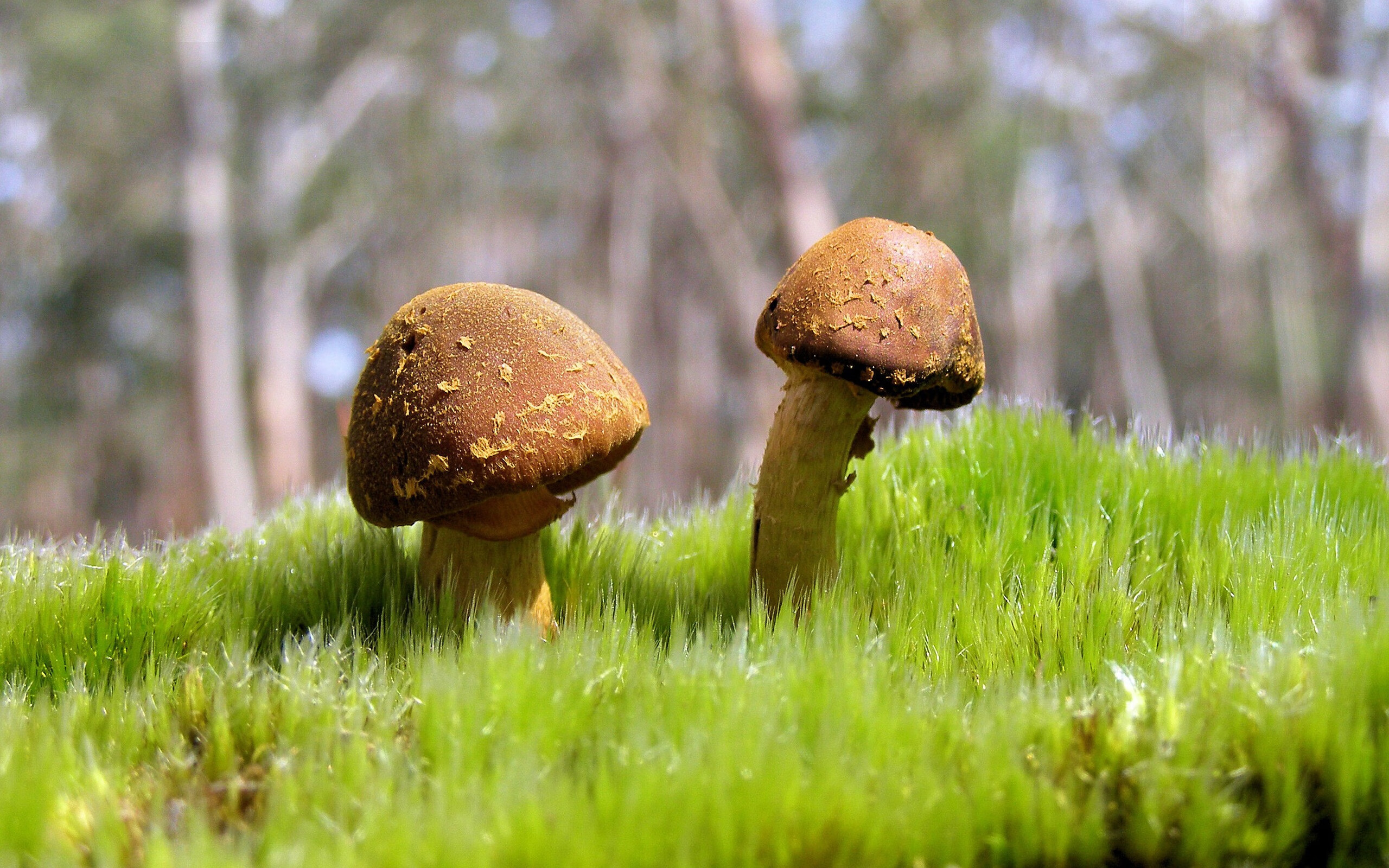 跨界风云，吉林队篮球场力克雷霆，武切维奇F1赛道逆袭争冠