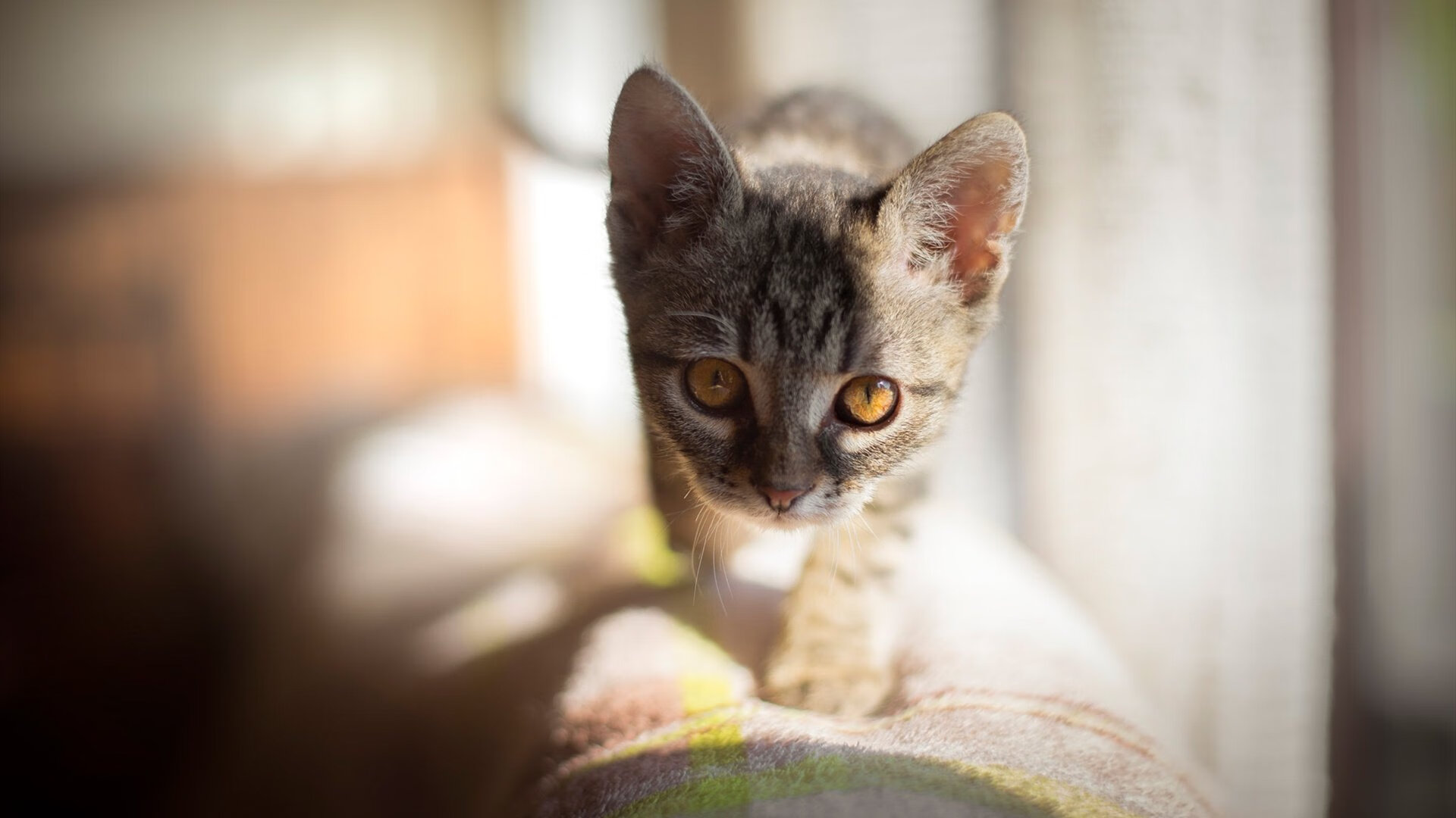 奥地利连续得分如雪崩!奥运关键战,墨西哥如何被战术窒息