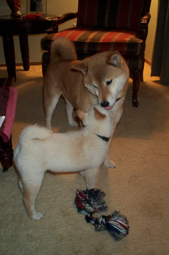 克莱在焦点战证明自己，独行侠血拼勇士，自我救赎与至暗荣耀