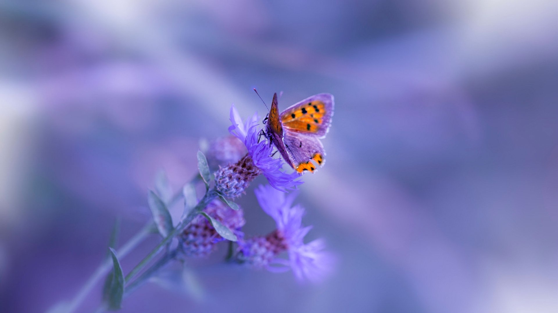 NBA季后赛烽火中的绿茵启示，从那不勒斯狂胜曼联看体育竞技的不可预测性