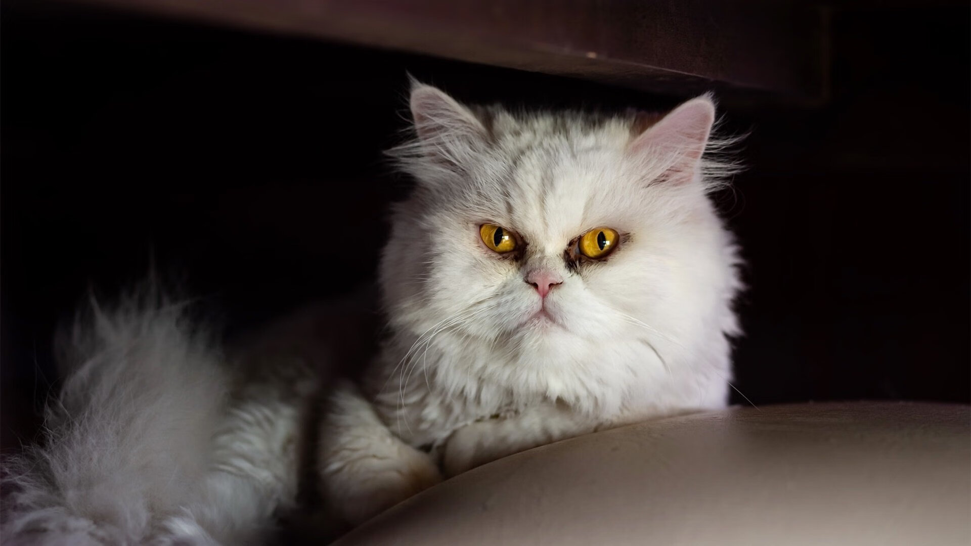 罗德里戈完美演绎,伊拉克力克几内亚