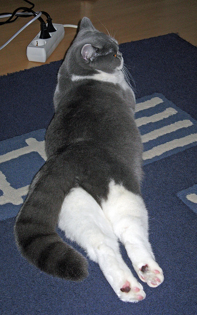 破局者萨拉赫，非洲劲旅安哥拉的生死救赎