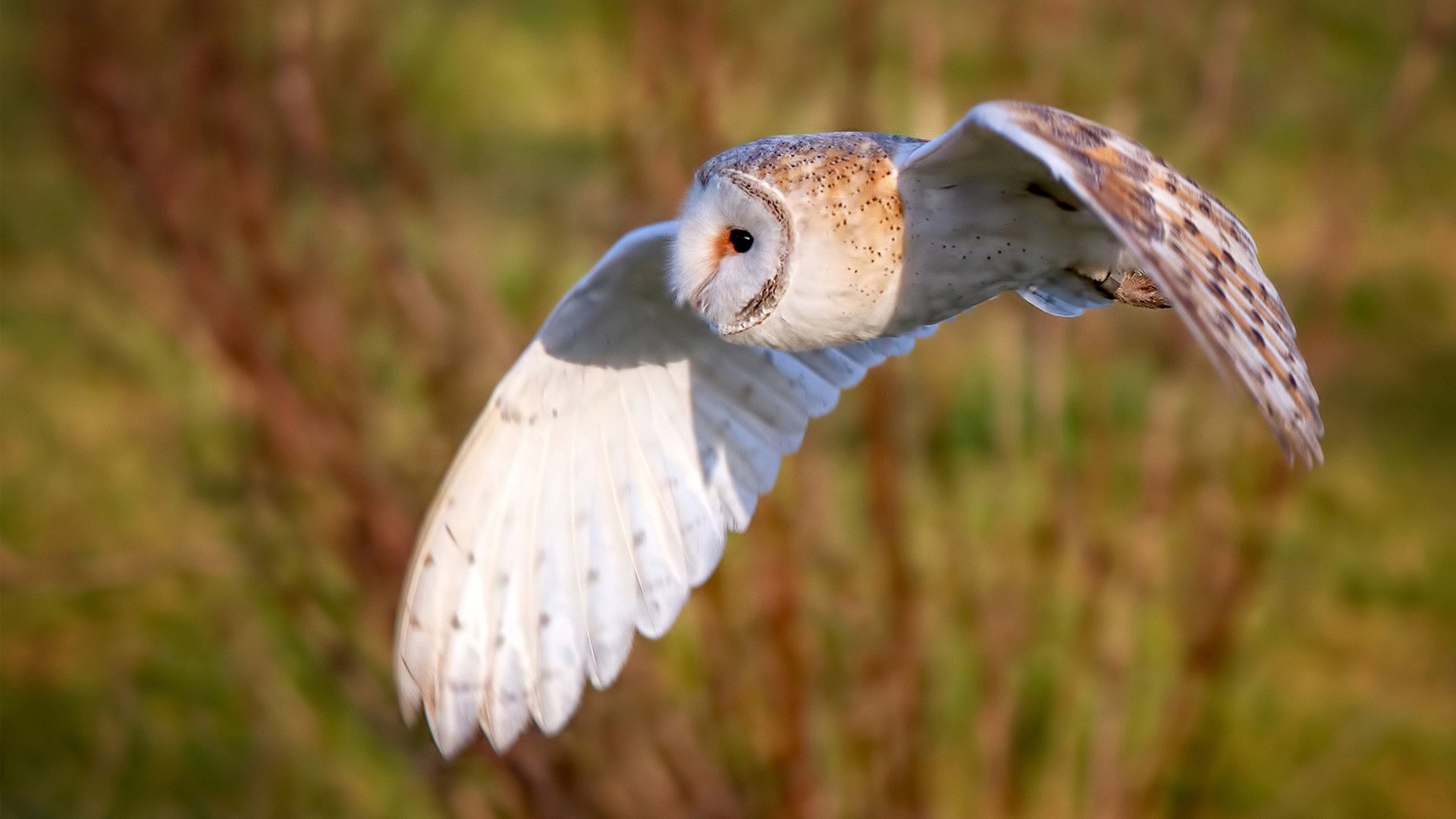 热火力克猛龙挺进争冠战，约基奇里程碑之夜闪耀NBA