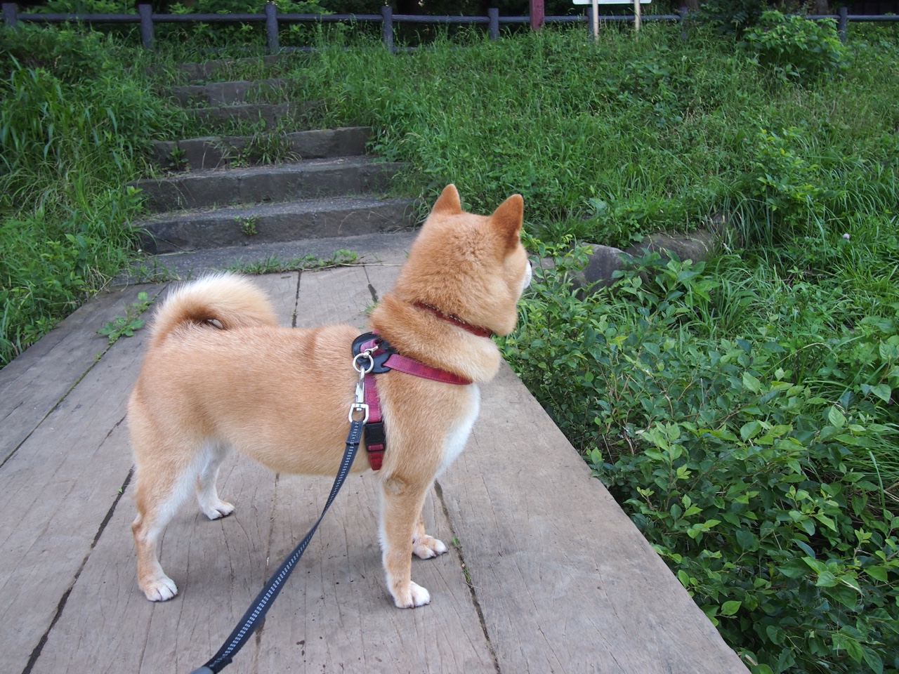 当费城血液注入国家队，从猛龙血拼之夜到哈登的世界杯接管时刻