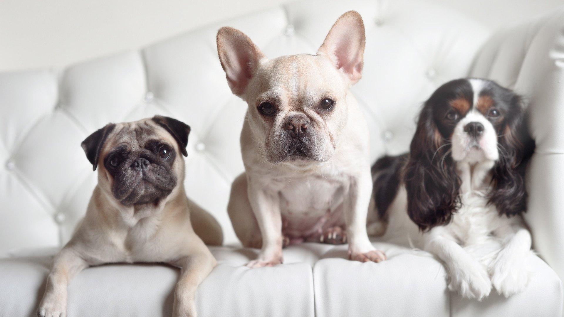 当狼群撕碎公牛，当非洲雄狮在意志角斗场君临天下