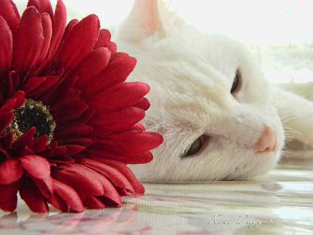 王者节奏，盛宴启幕—美加墨世界杯之夜见证C罗的掌控艺术