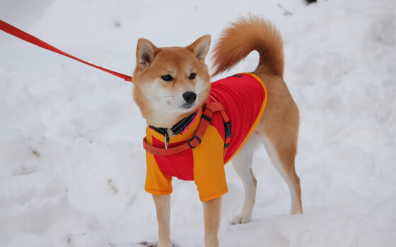开云体育中国-命运五厘米，阿拉巴一脚撕裂日本足球的完美幻梦