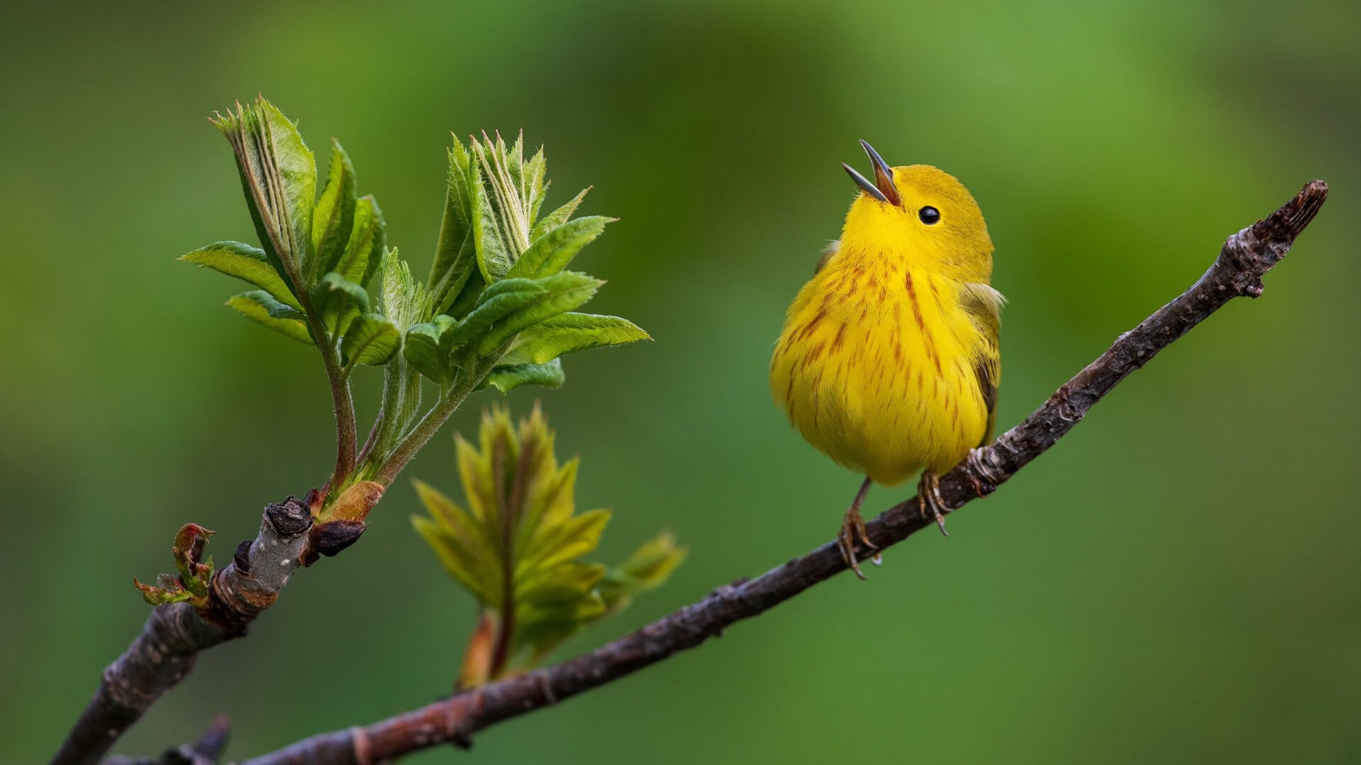 当世界杯变成篮球场，2026之夜，小贾伦舞台越大越强